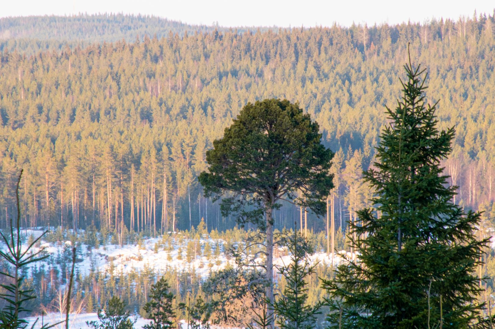 Kirppuvuoren metsää