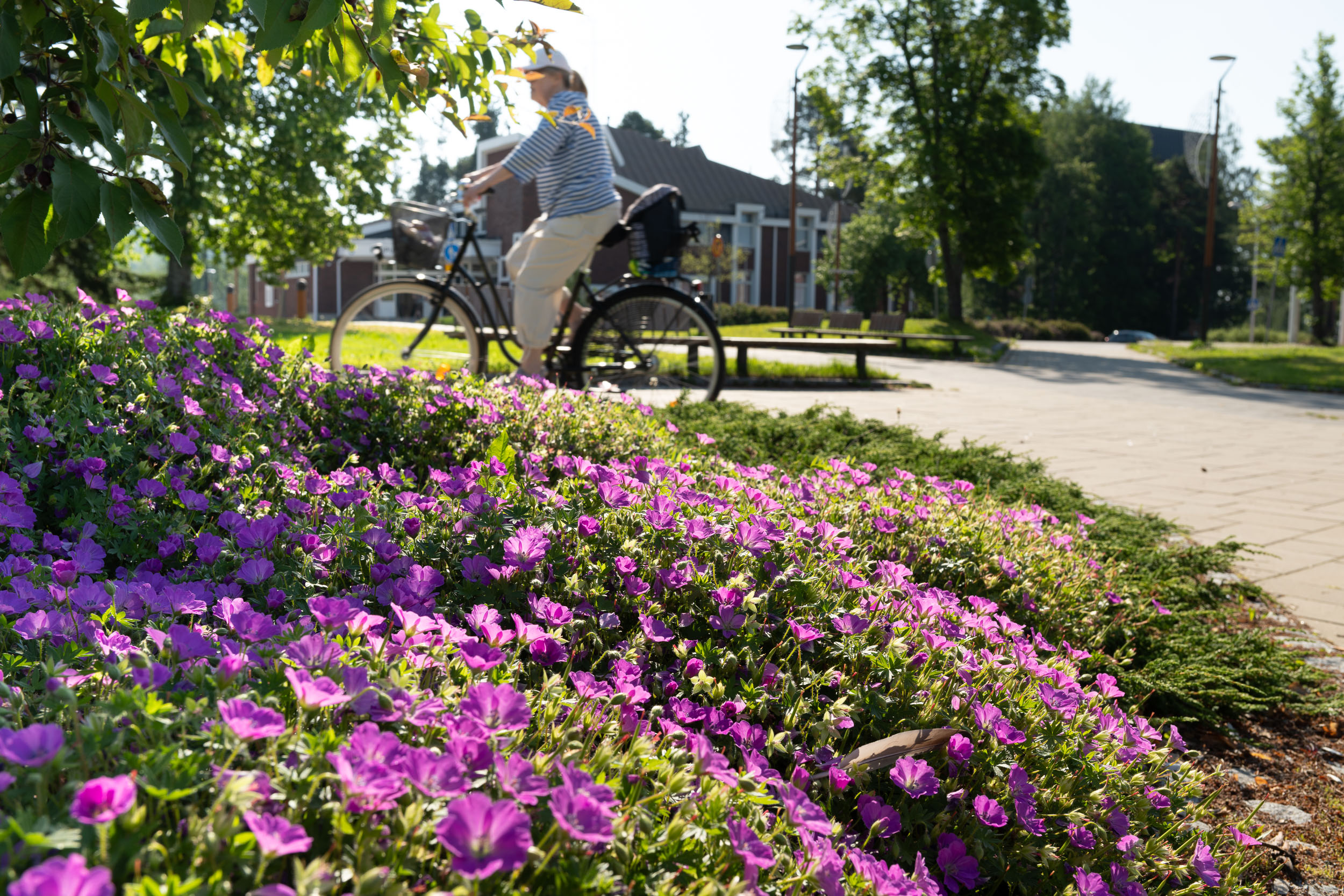 Kesäisiä istutuksia, joiden takana pyöräilee nainen