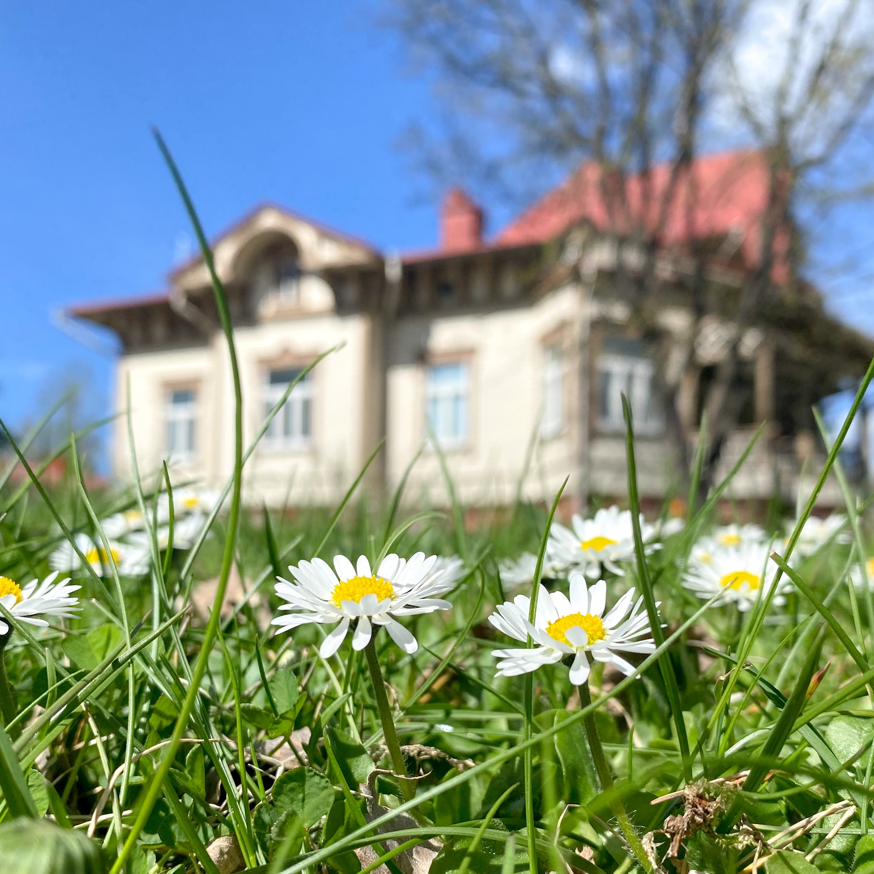 Kukkia ja taustalla taidemuseo.