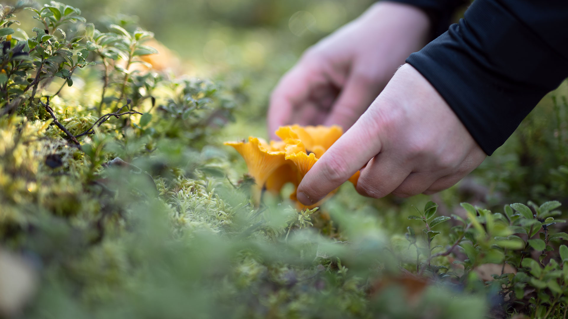 Kantarellien kerääminen maasta.