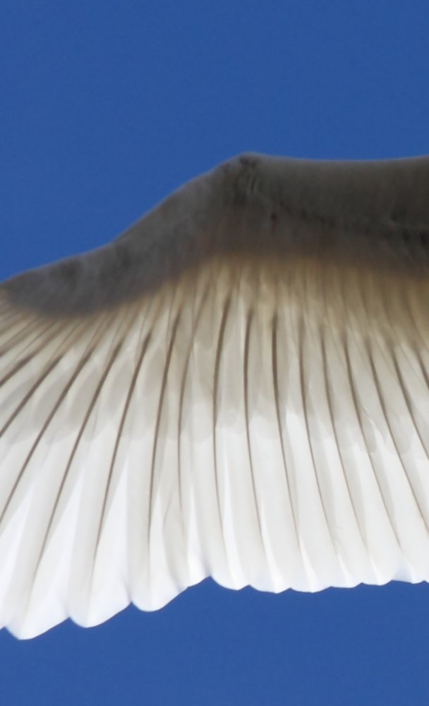 Linturetkelle ja lintutorneihin -  bongaa kevään muuttajat