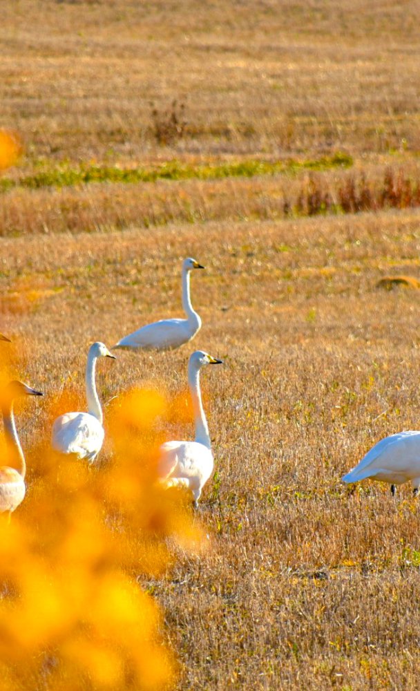Vinkit syysloman viettoon Äänekoskella